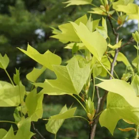 Tulip Poplar - Liriodendron tulipifera 'Glen Gold'